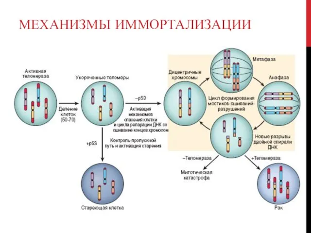 МЕХАНИЗМЫ ИММОРТАЛИЗАЦИИ