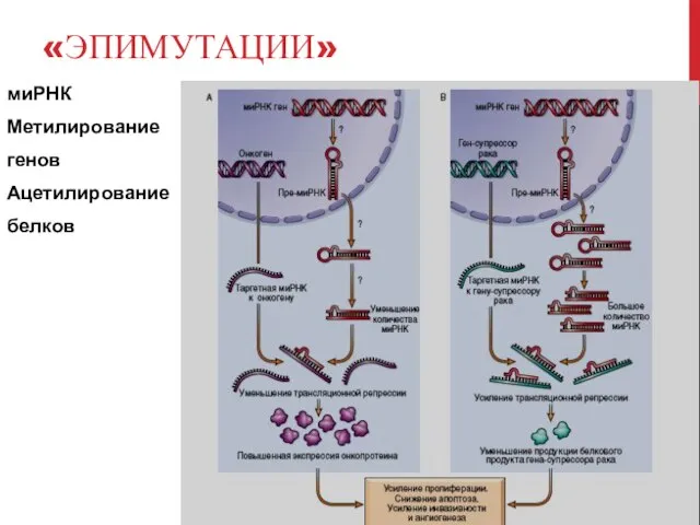 «ЭПИМУТАЦИИ» миРНК Метилирование генов Ацетилирование белков