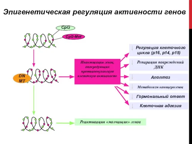 Эпигенетическая регуляция активности генов