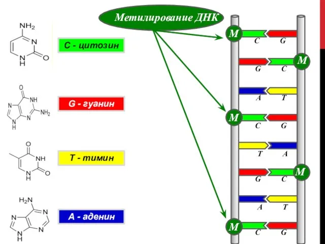 А - аденин С - цитозин G - гуанин Т -