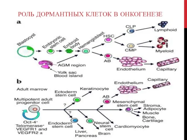 РОЛЬ ДОРМАНТНЫХ КЛЕТОК В ОНКОГЕНЕЗЕ