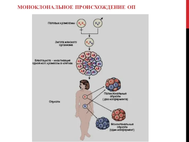 МОНОКЛОНАЛЬНОЕ ПРОИСХОЖДЕНИЕ ОП