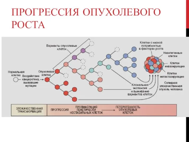 ПРОГРЕССИЯ ОПУХОЛЕВОГО РОСТА