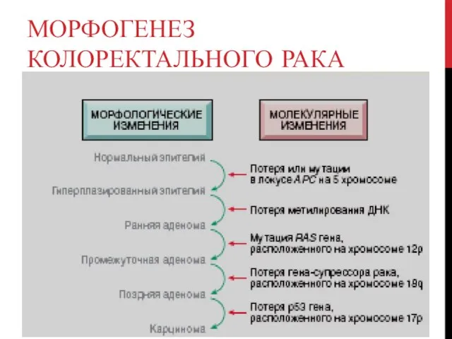 МОРФОГЕНЕЗ КОЛОРЕКТАЛЬНОГО РАКА