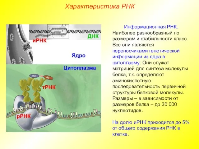 Характеристика РНК Информационная РНК. Наиболее разнообразный по размерам и стабильности класс.