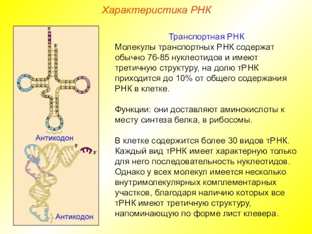 Характеристика РНК Транспортная РНК Молекулы транспортных РНК содержат обычно 76-85 нуклеотидов