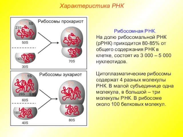 Характеристика РНК Рибосомная РНК. На долю рибосомальной РНК (рРНК) приходится 80-85%