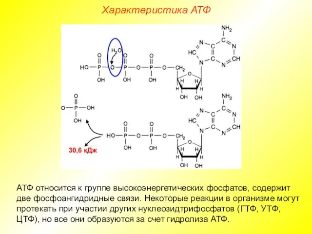 Характеристика АТФ АТФ относится к группе высокоэнергетических фосфатов, содержит две фосфоангидридные