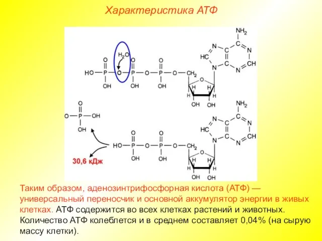 Характеристика АТФ Таким образом, аденозинтрифосфорная кислота (АТФ) — универсальный переносчик и