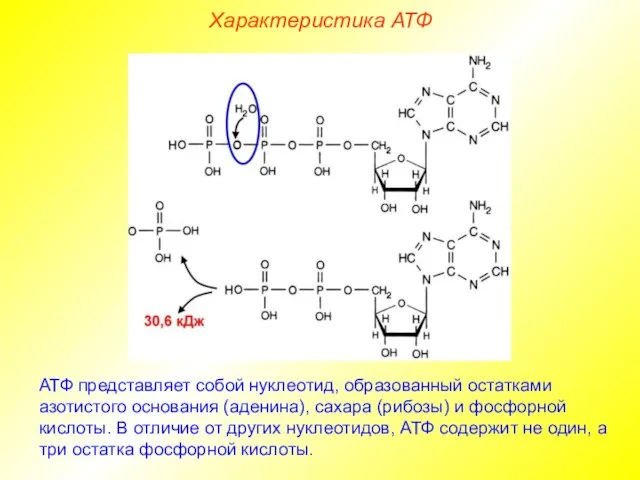 Характеристика АТФ АТФ представляет собой нуклеотид, образованный остатками азотистого основания (аденина),