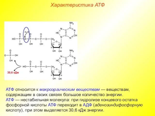 АТФ относится к макроэргическим веществам — веществам, содержащим в своих связях