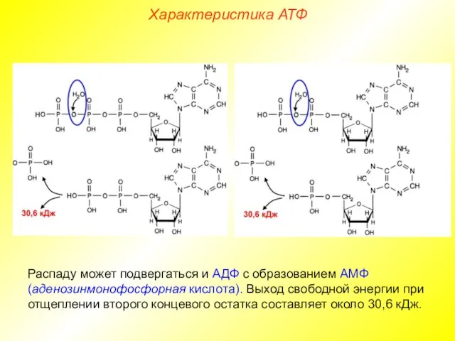 Распаду может подвергаться и АДФ с образованием АМФ (аденозинмонофосфорная кислота). Выход