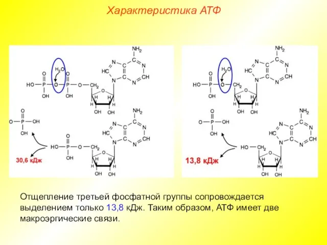 Отщепление третьей фосфатной группы сопровождается выделением только 13,8 кДж. Таким образом,