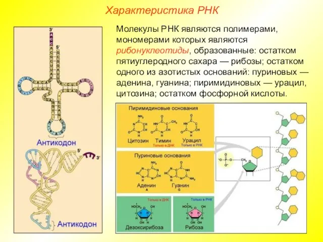 Характеристика РНК Молекулы РНК являются полимерами, мономерами которых являются рибонуклеотиды, образованные: