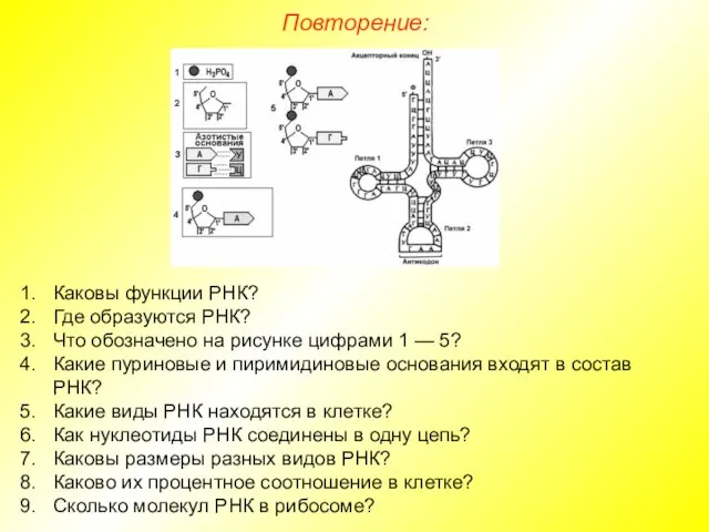 Каковы функции РНК? Где образуются РНК? Что обозначено на рисунке цифрами