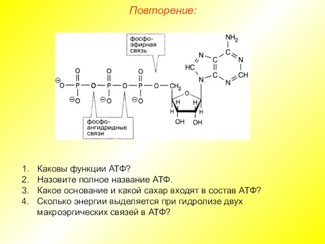 Повторение: Каковы функции АТФ? Назовите полное название АТФ. Какое основание и