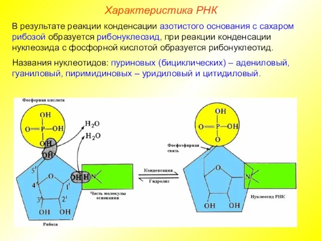 В результате реакции конденсации азотистого основания с сахаром рибозой образуется рибонуклеозид,