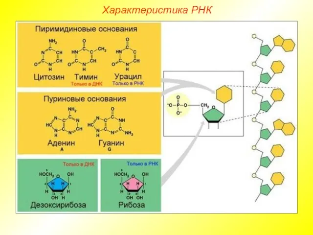 Характеристика РНК