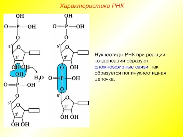 Нуклеотиды РНК при реакции конденсации образуют сложноэфирные связи, так образуется полинуклеотидная цепочка. Характеристика РНК
