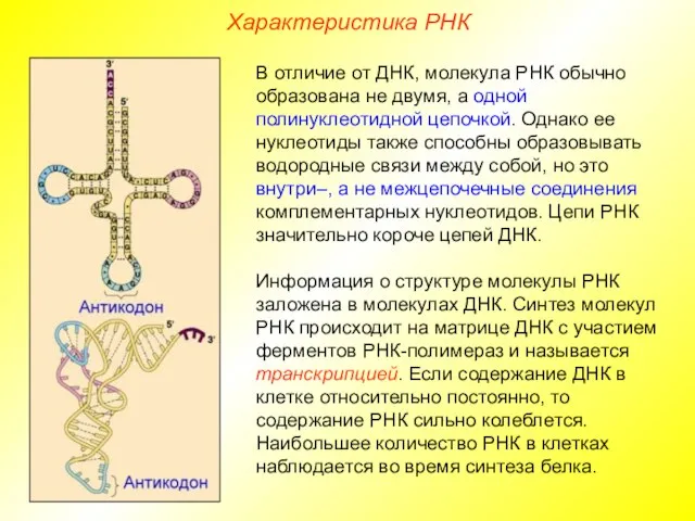 Характеристика РНК В отличие от ДНК, молекула РНК обычно образована не