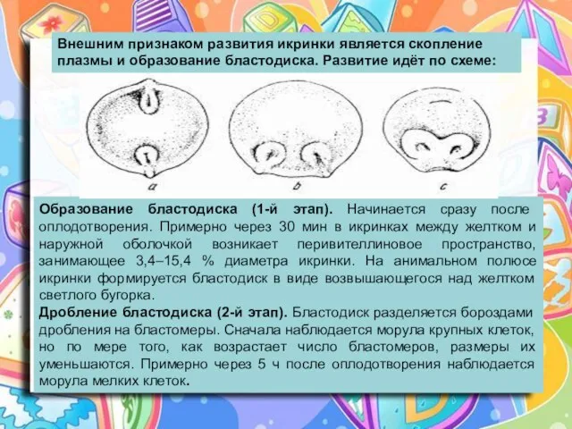 Образование бластодиска (1-й этап). Начинается сразу после оплодотворения. Примерно через 30