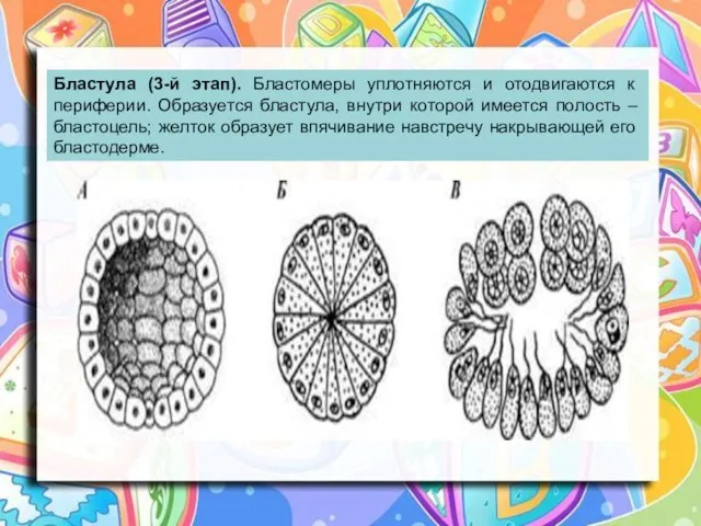 Бластула (3-й этап). Бластомеры уплотняются и отодвигаются к периферии. Образуется бластула,