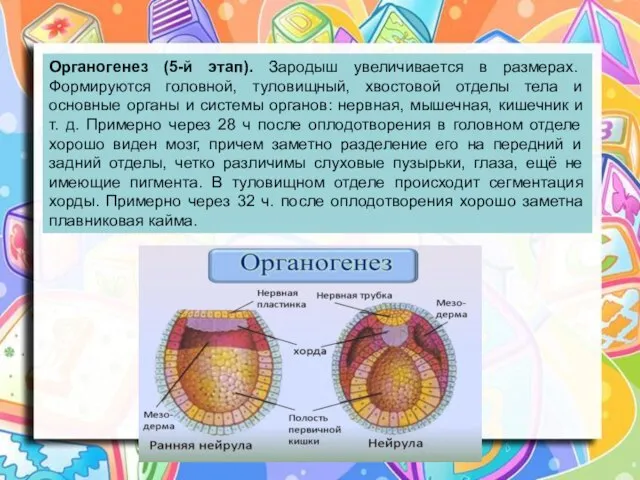 Органогенез (5-й этап). Зародыш увеличивается в размерах. Формируются головной, туловищный, хвостовой