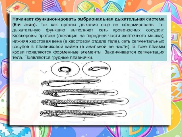 Начинает функционировать эмбриональная дыхательная система (6-й этап). Так как органы дыхания