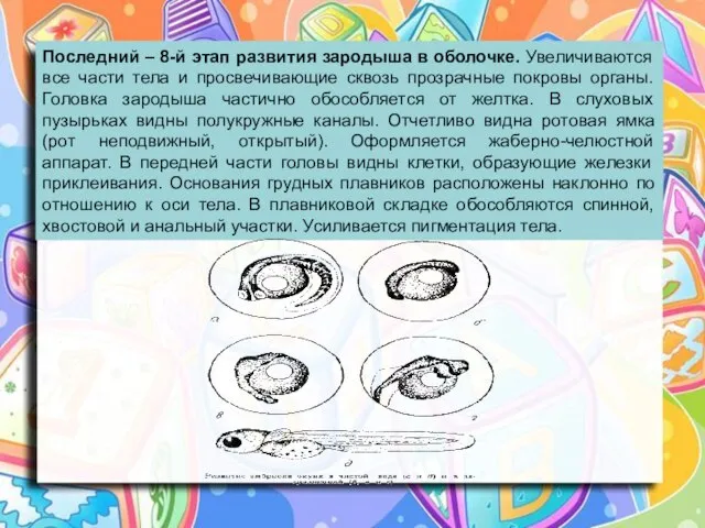 Последний – 8-й этап развития зародыша в оболочке. Увеличиваются все части