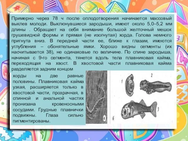 Примерно через 78 ч после оплодотворения начинается массовый выклев молоди. Выклюнувшиеся