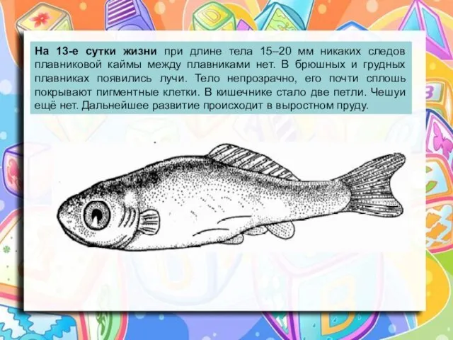 На 13-е сутки жизни при длине тела 15–20 мм никаких следов