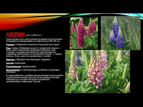 ЛЮПИН (лат. Lupinus L.) Однолетние или многолетние травянистое растение. Мощный кустарниковый