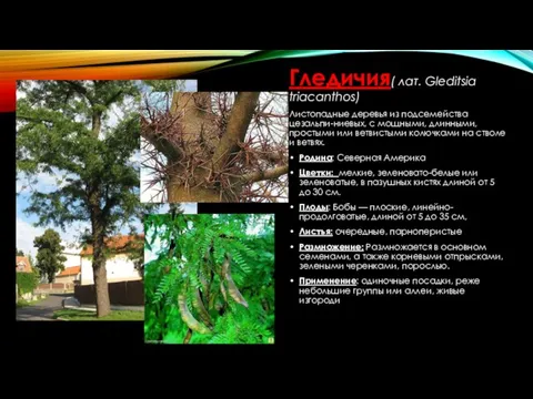 Гледичия( лат. Gleditsia triacanthos) Листопадные деревья из подсемейства цезальпи-ниевых, с мощными,