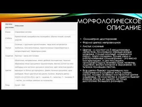 МОРФОЛОГИЧЕСКОЕ ОПИСАНИЕ Симметрия: двусторонняя Форма цветка: неправильная Листья: сложные Цветок -