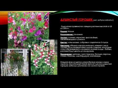 ДУШИСТЫЙ ГОРОШЕК (лат. Lathyrus odoratus ) Однолетнее травянистое лазящее растение высотой