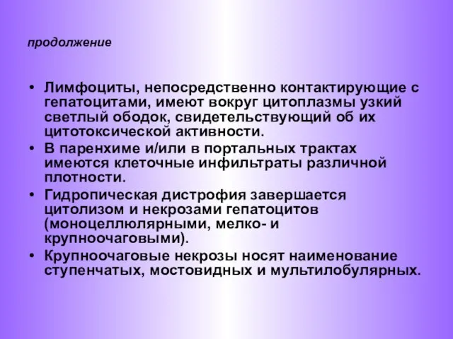 продолжение Лимфоциты, непосредственно контактирующие с гепатоцитами, имеют вокруг цитоплазмы узкий светлый