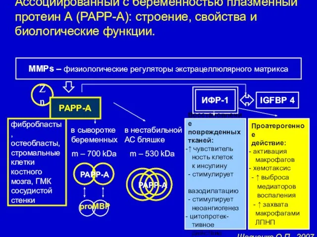 Zn фибробласты, остеобласты, стромальные клетки костного мозга, ГМК сосудистой стенки Ассоциированный