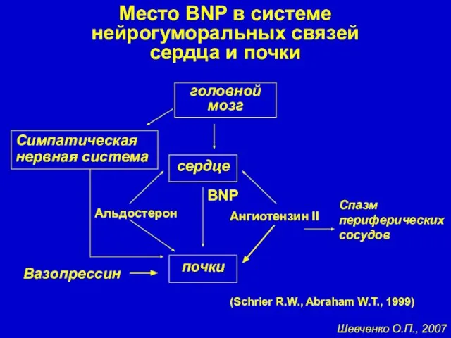 Место BNP в системе нейрогуморальных связей сердца и почки (Schrier R.W.,