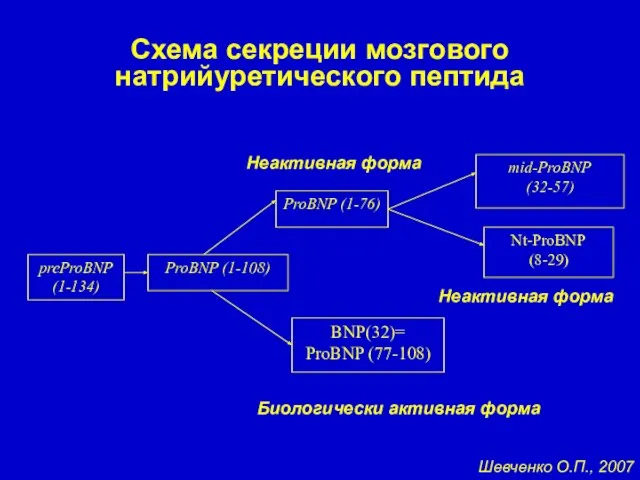 Схема секреции мозгового натрийуретического пептида preProBNP (1-134) ProBNP (1-108) ProBNP (1-76)