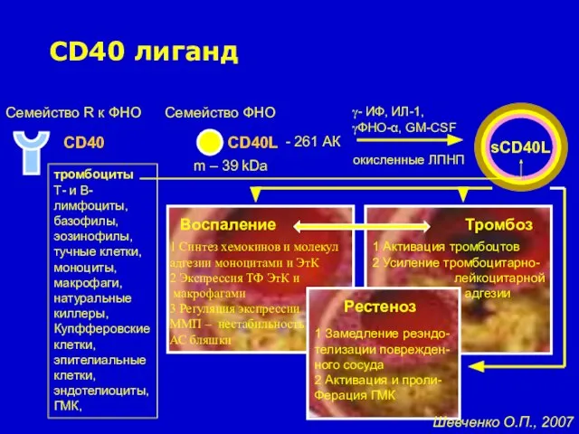 CD40 лиганд CD40 CD40L Семейство ФНО Семейство R к ФНО тромбоциты