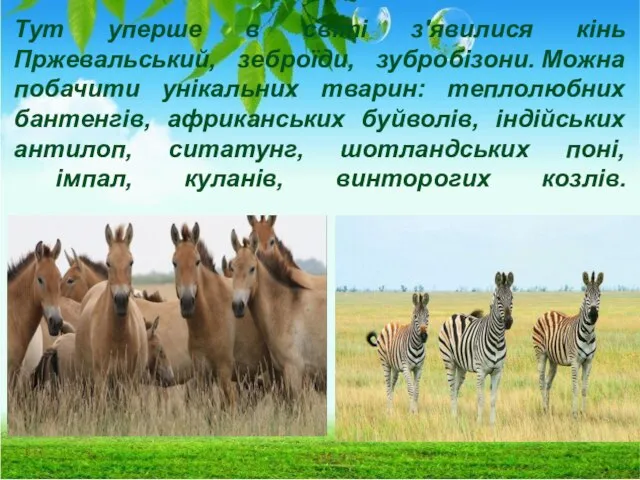 Тут уперше в світі з'явилися кінь Пржевальський, зеброїди, зубробізони. Можна побачити