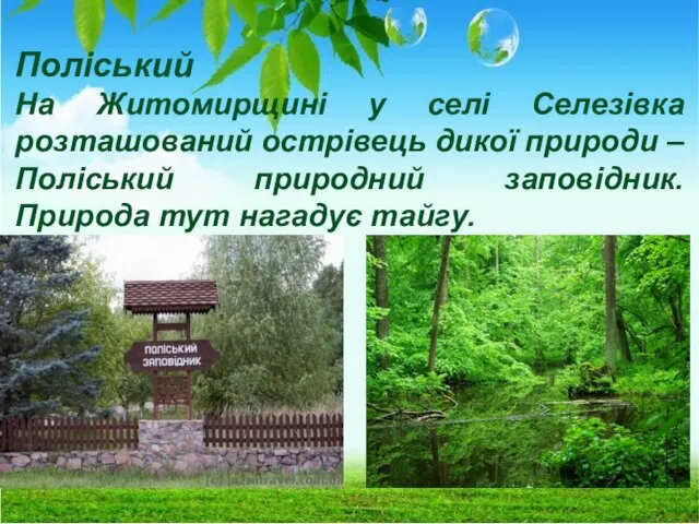 Поліський На Житомирщині у селі Селезівка розташований острівець дикої природи –