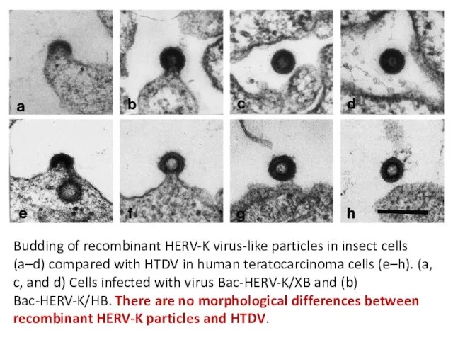 Budding of recombinant HERV-K virus-like particles in insect cells (a–d) compared