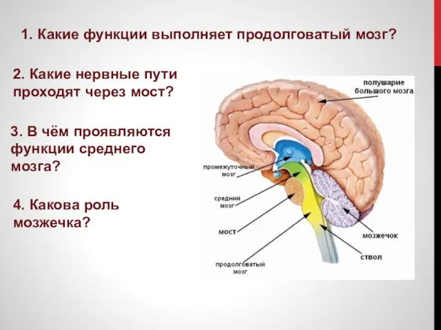 1. Какие функции выполняет продолговатый мозг? 2. Какие нервные пути проходят