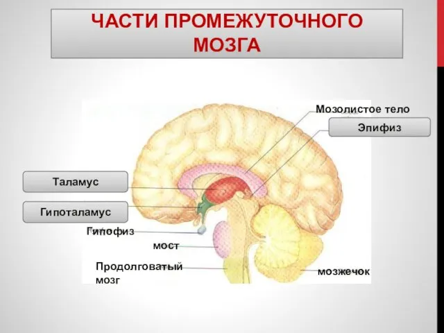 ЧАСТИ ПРОМЕЖУТОЧНОГО МОЗГА Эпифиз Гипоталамус Таламус Гипофиз мост мозжечок Продолговатый мозг Мозолистое тело