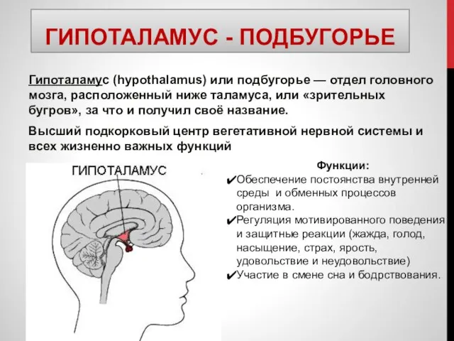ГИПОТАЛАМУС - ПОДБУГОРЬЕ Гипоталамус (hypothalamus) или подбугорье — отдел головного мозга,