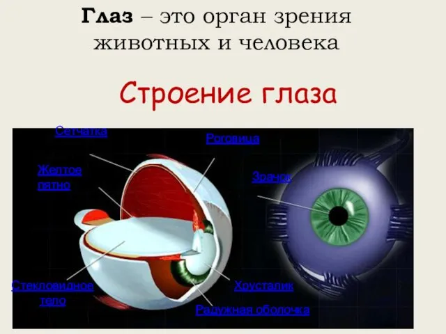 Глаз – это орган зрения животных и человека Строение глаза Сетчатка