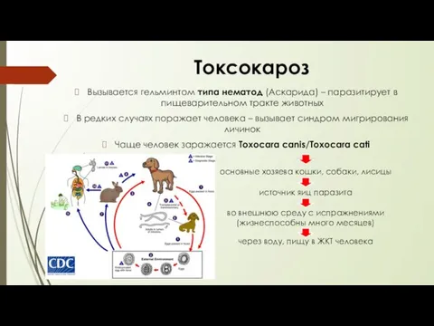 Токсокароз Вызывается гельминтом типа нематод (Аскарида) – паразитирует в пищеварительном тракте