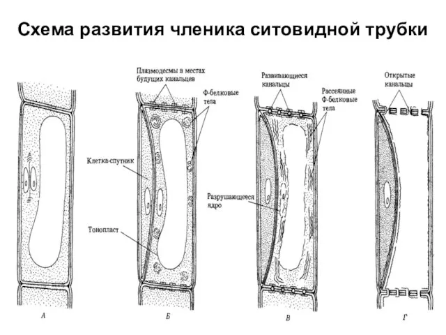 Схема развития членика ситовидной трубки