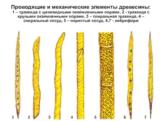 Проводящие и механические элементы древесины: 1 – трахеида с щелевидными окаймленными